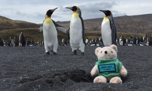 Latest News » Stephen Perse Foundation bear goes on expedition to Antarctica